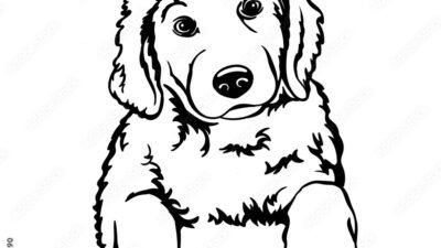 17 Beautiful Baby Black Maine Coon Cats - MaineCoon.org