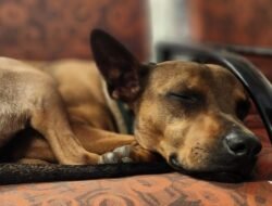 Atlas Pet Company Coupon Code For Pet Lovers Savings