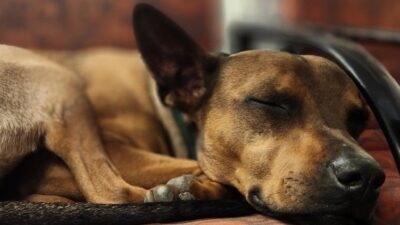 Atlas Pet Company Coupon Code For Pet Lovers Savings