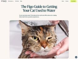 Figo Pet Insurance Coupon Code Save On Coverage Today