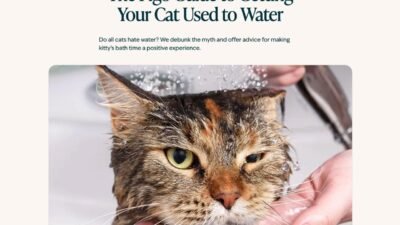 FIGO Pet Insurance website - Fonts In Use