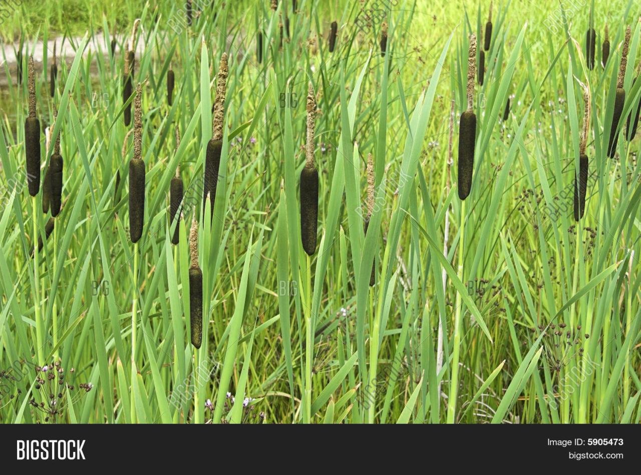 Image of Reeds on misty morning beside a river - Austockphoto Image of Reeds on misty morning beside a river - Austockphoto