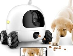 Pet Friendly Rehab Near Me Discover The Best Options