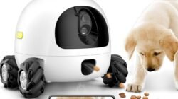 イベントレッスン『Pet』第1回目6日(日)18時20分~ | TOPICSブログ|NOVA LIVE STATION │駅前留学NOVA【公式】