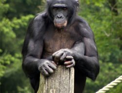 Bonobos shirt jacket Elevate Your Style Effortlessly