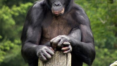 Bonobo - Wikipedia