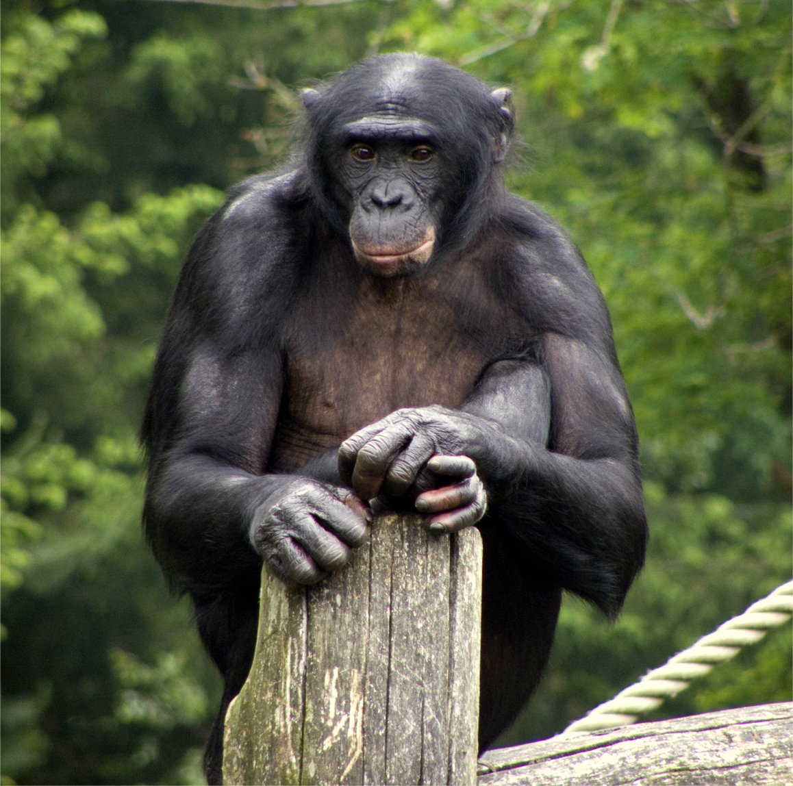 Bonobo - Wikipedia Bonobo - Wikipedia
