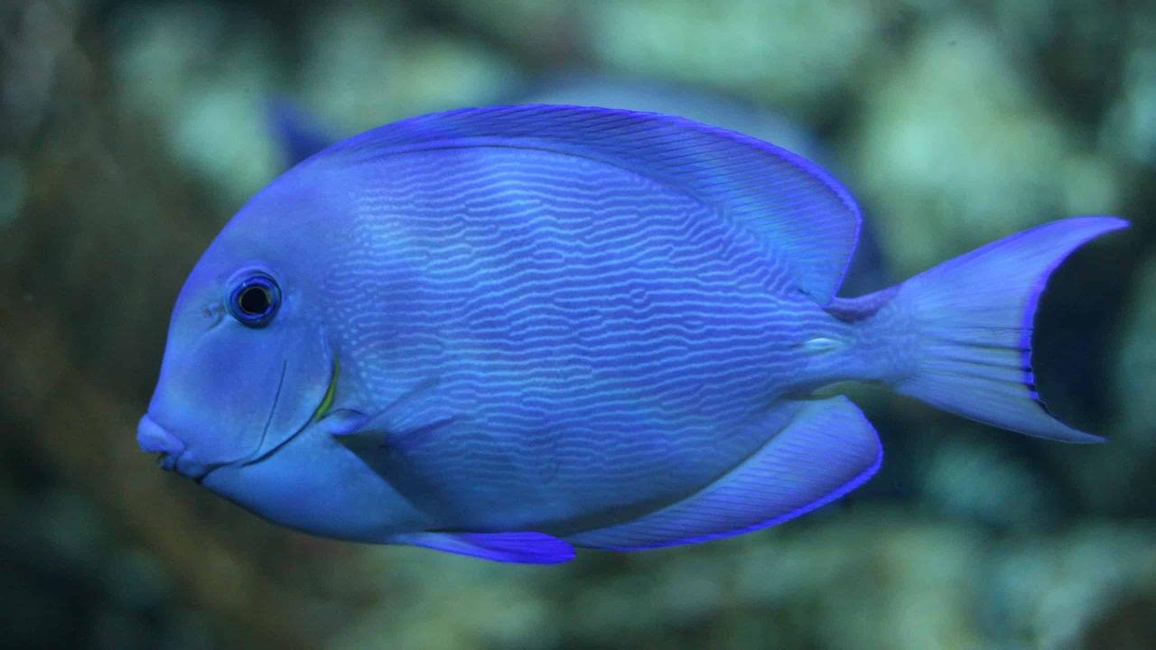 Blue Tang Fish Facts - Acanthurus coeruleus - A-Z Animals Blue Tang Fish Facts - Acanthurus coeruleus - A-Z Animals