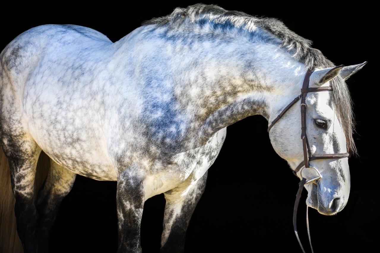 Premium Herbal Supplements for Horses — Maximize Horsepower – Silver ...