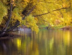 Free Yellow Jacket Removal Near Me For A Safer Home
