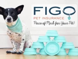 forbes pet insurance Protect Your Pets Future Today