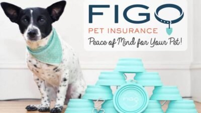 forbes pet insurance Protect Your Pets Future Today