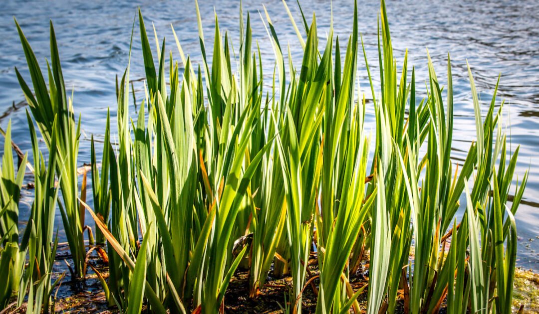 5 Tips for Removing Reeds from Your Pond - Crate and Basket 5 Tips for Removing Reeds from Your Pond - Crate and Basket