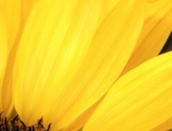 Yellow Jacket Extermination Near Me Made Easy