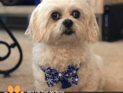 Myos Pet Discount Code Save Big On Pet Care Today