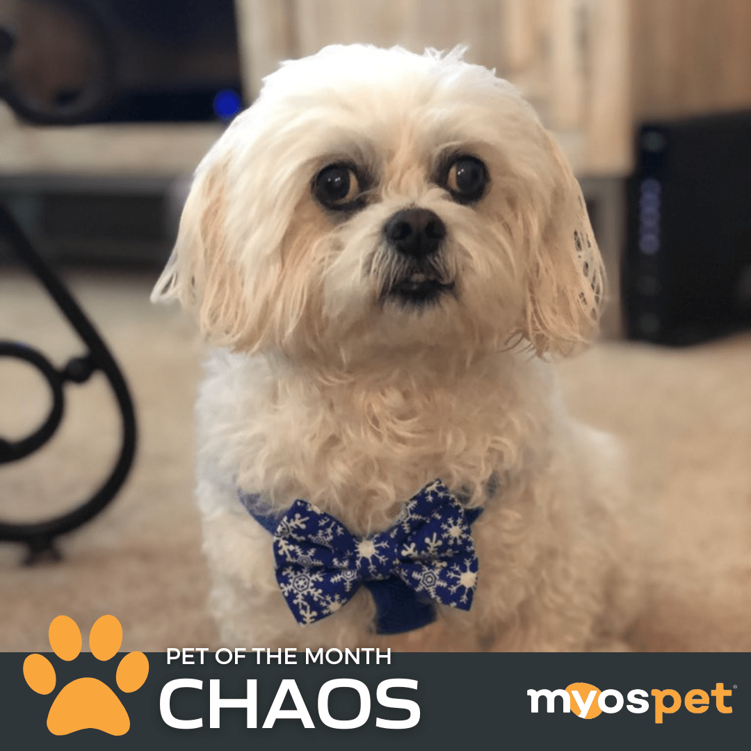 MYOS Pet of the Month: Chaos – Myos Pet MYOS Pet of the Month: Chaos – Myos Pet
