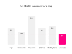 Get Pet Insurance Quote And Protect Your Furry Friend