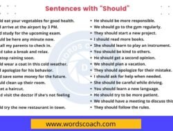 Should you get pet insurance for an indoor cat