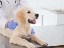 Get Pet Insurance Quotes For Your Furry Friends Today