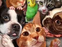 Pet Store Point Of Sale Systems For Seamless Retail