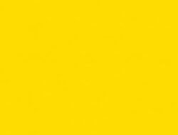 yellow jacket exterminators near me – Your solution for pests