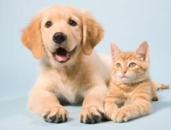 Pet Friendly Rehabs Near Me For Happy Pets And Owners