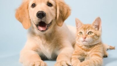 Pet Friendly Rehabs Near Me For Happy Pets And Owners