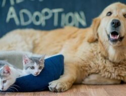 Pet Shop Point Of Sale Transforming Pet Retail Success