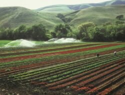 farm to pet discount code Save on Your Pet Essentials