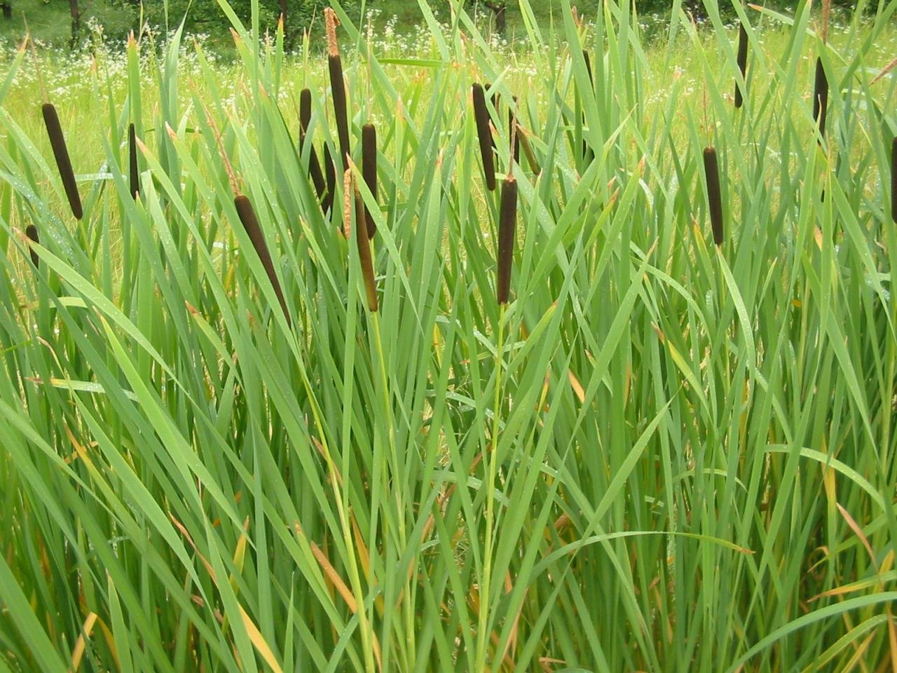 Cattails and Reeds | Live Pond Plants