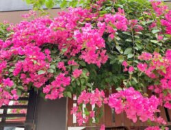 Hoa Property Managers Near Me For Seamless Living