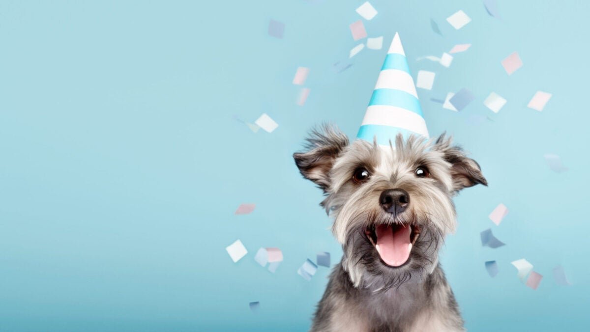 Cheapest Pet Insurance Companies