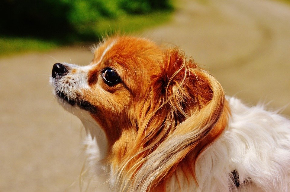 Free photo: Dog, Chihuahua, Cute, Small Dog - Free Image on Pixabay ...