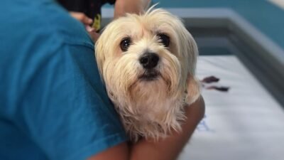 Person, carrying, white, Maltese, dog, veterinary, pet, animal | Piqsels