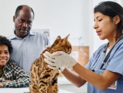 Figo Pet Insurance Discount Code Save On Pet Care Today