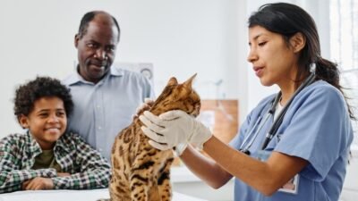 Figo Pet Insurance Discount Code Save On Pet Care Today