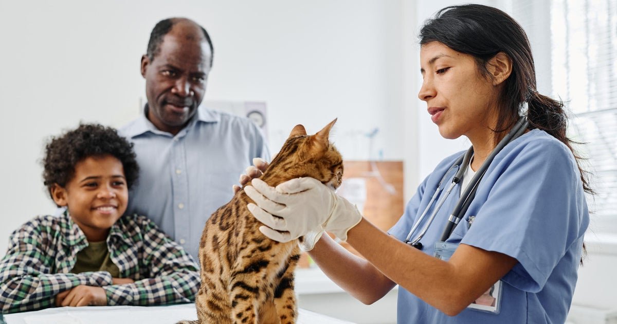 FIGO Pet Insurance website - Fonts In Use