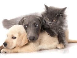 Get Pet Insurance Quotes For Your Furry Friends Today