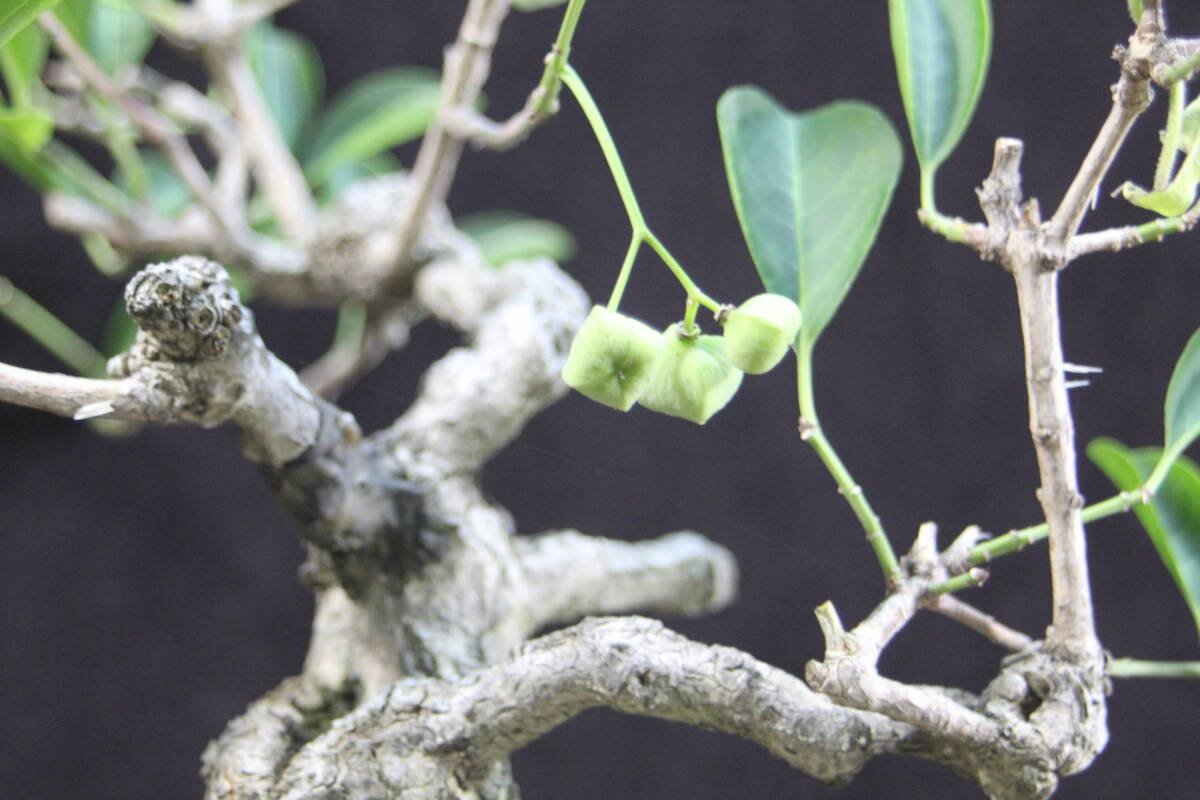 Yahoo!オークション - マユミ 実成 太さ十分 Yahoo!オークション - マユミ 実成 太さ十分