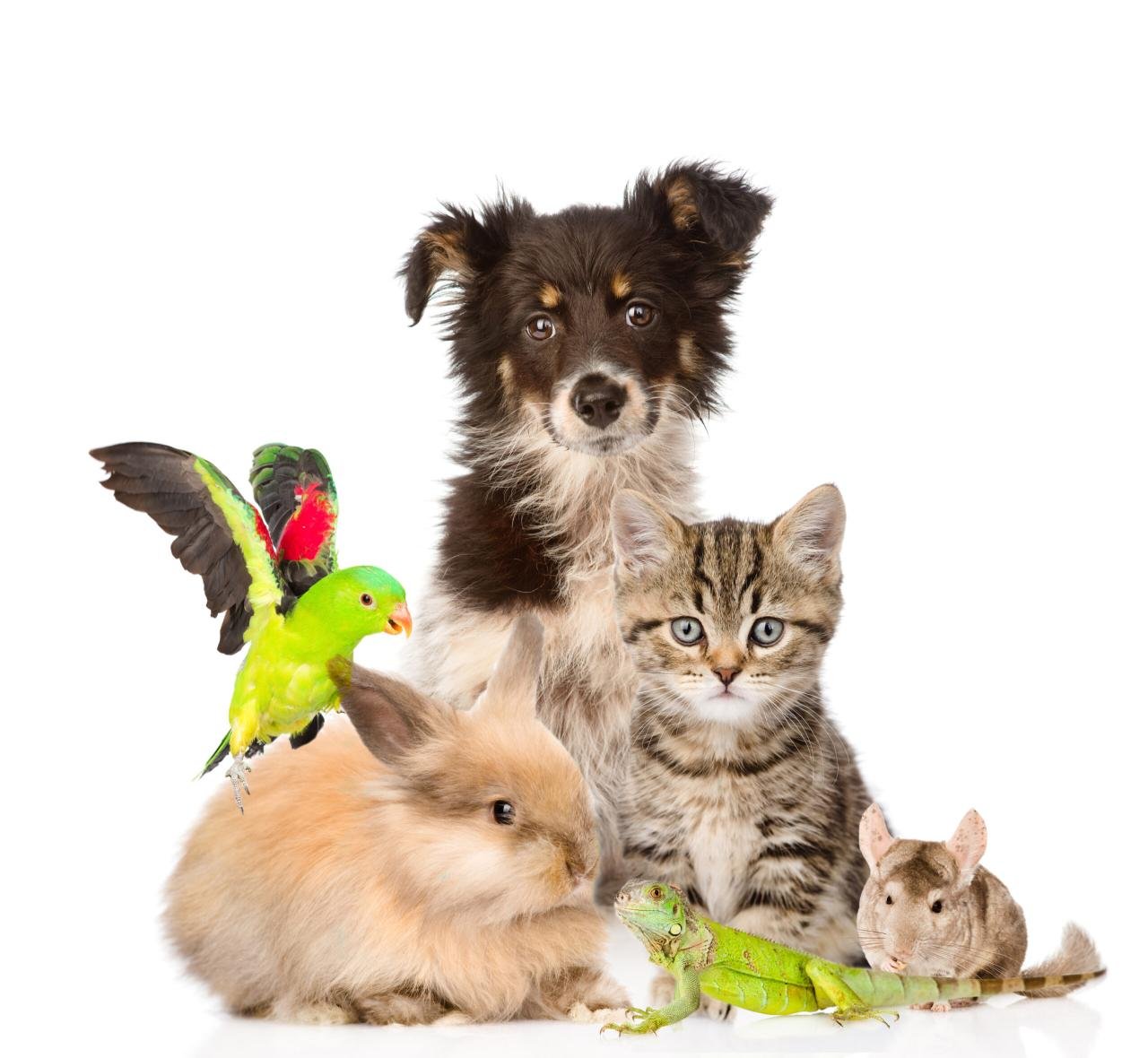 Pet Friendly Guide To Help You Care For Your Pet In Roseville CA ...