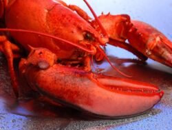 lobster sports tennis ball machine Revolutionize Your Game