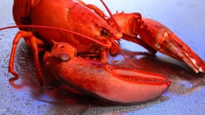 Scientists Finally Figure Out Why Lobsters Turn Red When Cooked | HuffPost