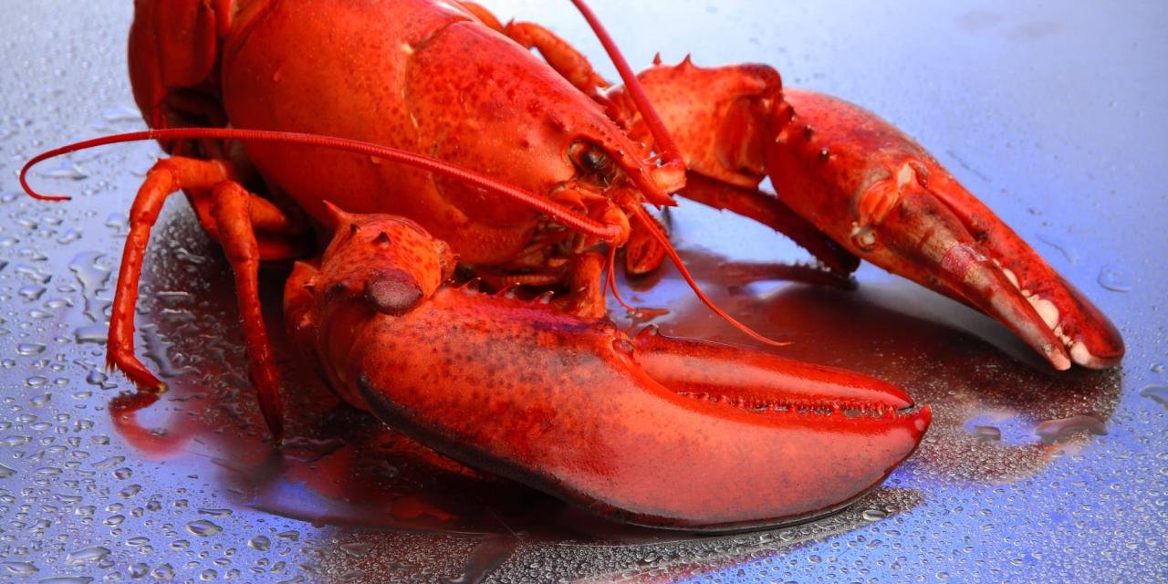 Scientists Finally Figure Out Why Lobsters Turn Red When Cooked | HuffPost