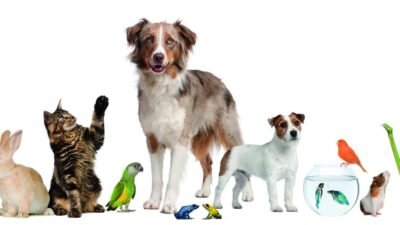 Pet Control Near Me For A Happier Home