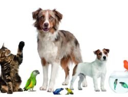 Pet Control Near Me For A Happier Home