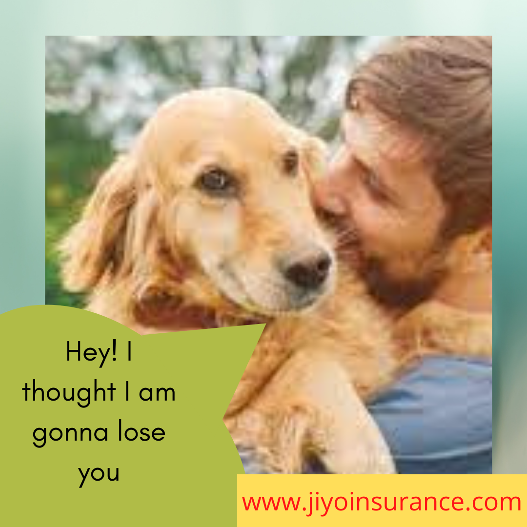 Pet insurance coverage options | Tally the best pet insurance plans
