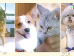 Pet Snowy Discount Code Unlock Savings Today