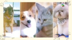 The Impact of Pets on the environment | GreenStories