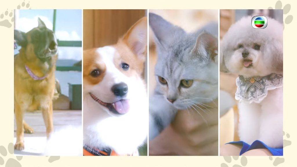 The Impact of Pets on the environment | GreenStories The Impact of Pets on the environment | GreenStories