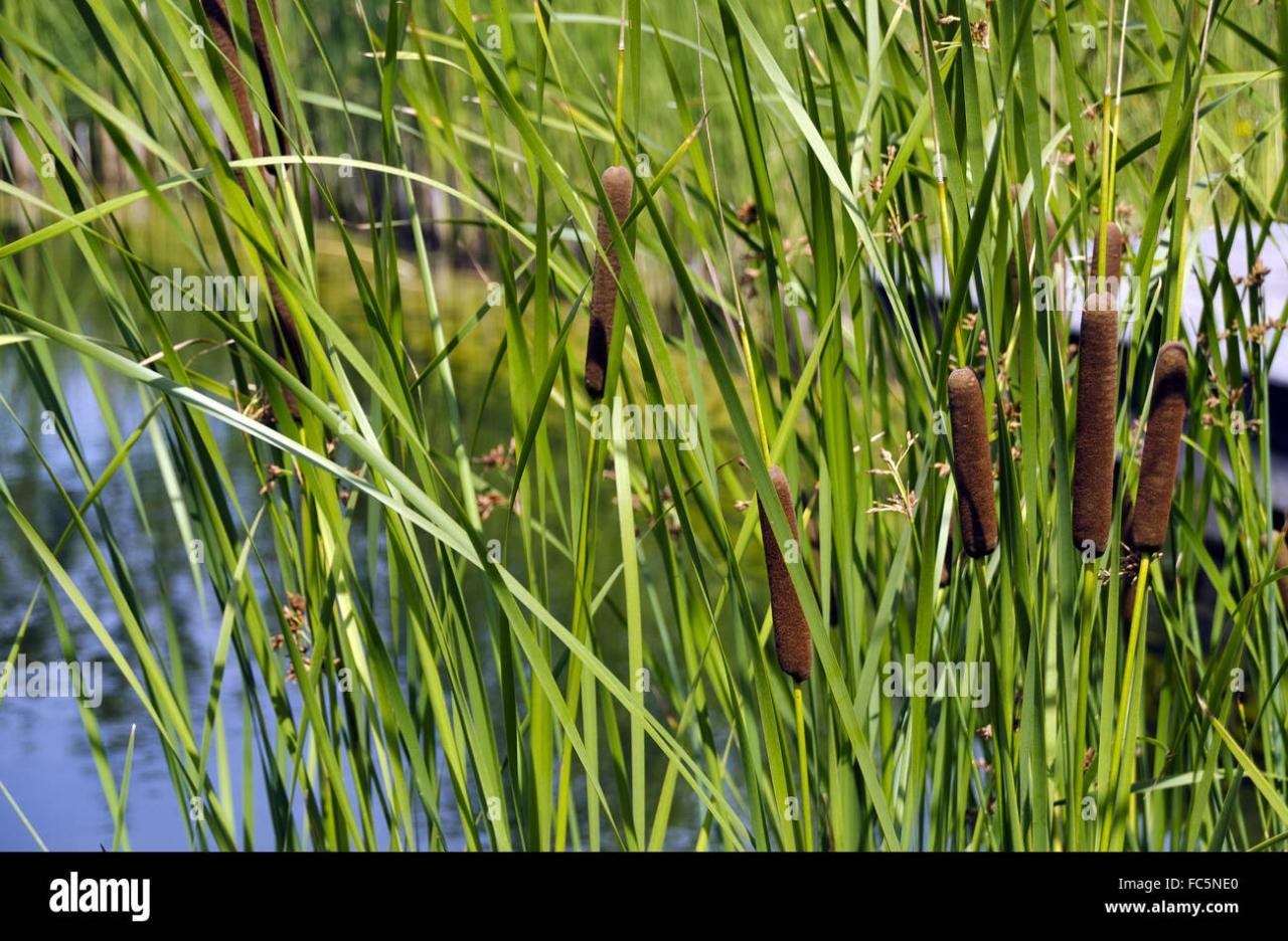 Reed plants at a pond Stock Photo - Alamy